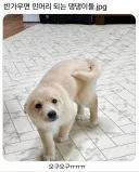 반가우면 민머리 되는 강아지들