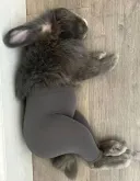 조금 수상한 토끼한테 옷입힌 짤