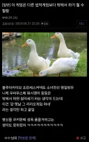 귀여운 그림체를 가진 게임 유저들의 장점.jpg