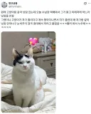 루틴 깨져서 표독해진 고양이