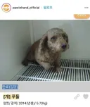 학대당한 유기견의 안타까운 결말.jpg