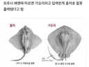 선관위 홍보 영상에...일베 상징물 '홍어' 형상 논란