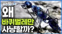 모두의 존경을 받는 곤충