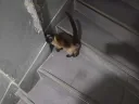 집나간 고양이 검거 현장...