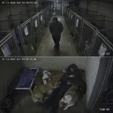 술취한 남성이 유기견 보호소에 침입해서...