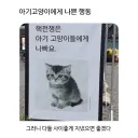 아기 고양이에게 나쁜 행동