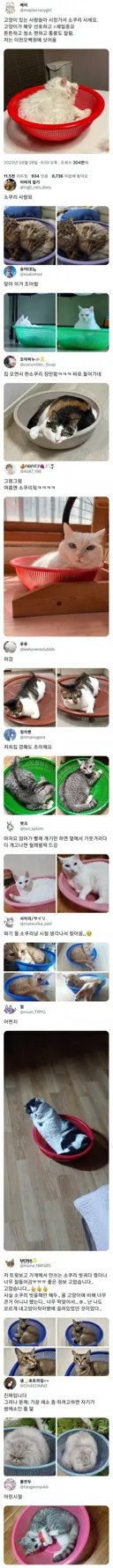 C-죽부인. 고양이들이 의외로 좋아한다는 아이템.jpg