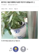 잘키우던 식물 아래쪽에 이상한 무언가가 생겼습니다