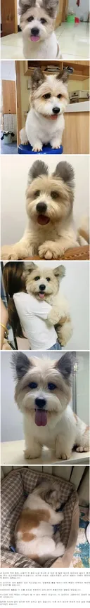 8개국 유전자 섞여 전 세계에 딱 한 마리뿐이라는 신비한 강아지