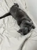 우리집 고양이 근황