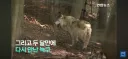 늑구 근황