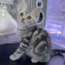 집에온지 3일차 아깽이