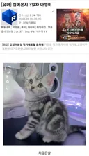 집에온지 3일차 아깽이