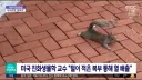다람쥐가 더위식히는 모습