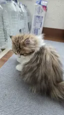 이 나이에 괭이 키우고 왜 육아를 어릴 때 하라는지 알았음