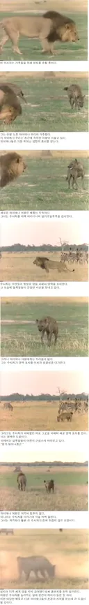 용감한 하이에나 여왕.jpg