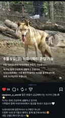 오피셜 늑구 구분법