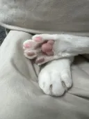 우리집 막내고양이 근황