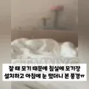 모기때문에 모기장 설치하고 잤다가 아침에 일어났더니.gif