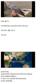 뻐꾸기가 엄청난 조류인 이유