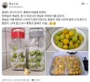 언니 친구인 통짱이 딴 매실로 우메보시를 만들었어