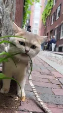 비건냥이 되어 볼까?
