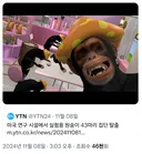 米, 원숭이 43마리 집단 탈출