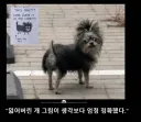 잃어버린 개 그림이 엄청 정확했다.