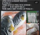 본인이 손질한 생선을 아무도 안먹어서 좀 아쉬워 보이는 사람