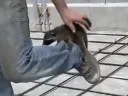 농장에서 구해줬더니 아저씨의 껌딱지가 된 아기 라쿤.mp4