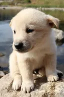 예쁜누나 젖먹어야되는 애기개에여 ㅜㅜ