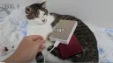 모 고양이 유튜버가 보여주는 압도적인 권력