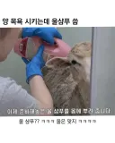 울 전용 샴푸의 효과