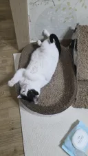 우리집 고양이 특
