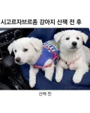 얼마나 즐겁게 산책했는지 감도 안 옴.jpg