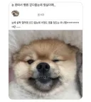 강아지가 눈을 못떠서 병원에 갔더니.jpg