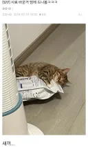 사료 바꾼 게 뿌듯한 집사