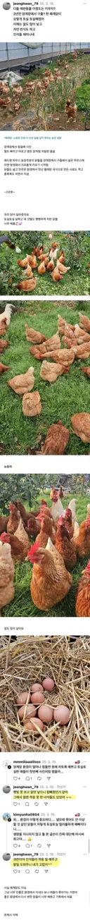 양계장에서 구출한 닭 2년 키운 결과