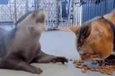 냥이 사료 슬쩍슬쩍하는 수달.gif