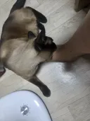 흉폭한 짐승의 사냥 장면을 촬영 성공했습니다!!!