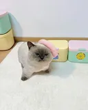 무진장 표독한 고양이 한장.