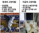 옛날 vs 요즘 고양이들 차이...