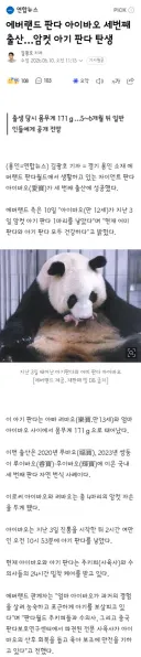 에버랜드 판다 아이바오 세번째 출산…암컷 아기 판다 탄생