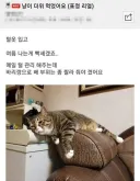 더위 먹은 고양이.jpg