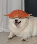 그게 아닌 개