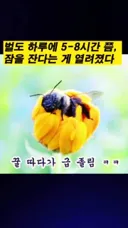 꿀 모으다가 피곤하면 그대로 자버리는 꿀벌