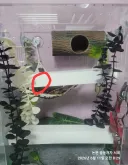 아침부터 우리 도마뱀때문에 진짜 식겁했네