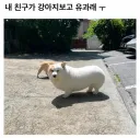 친구가 우리집 댕댕이보고 유과래 ㅠ
