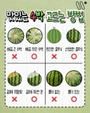 다양한 수박 고르는방법