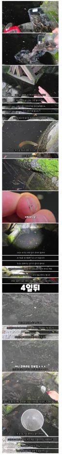 장구벌레 사는 곳에 미꾸라지를 풀었더니
